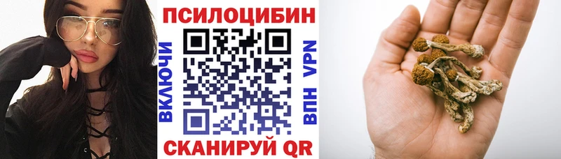 Псилоцибиновые грибы Psilocybe Свободный